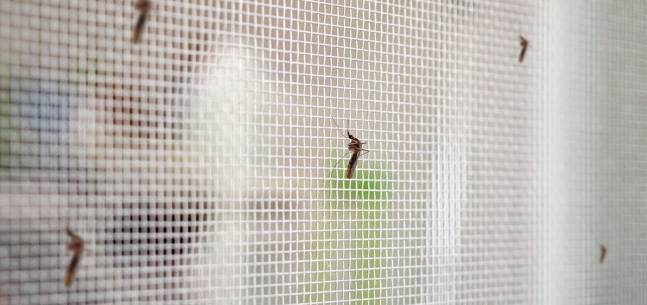 Czy moskitiery należy zdejmować zimą z okien?